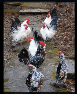 Mille fleur bantams and Chinese somethings. February 2013. Photo by Sue Roberts.