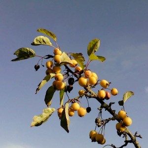 Longwood Crab Apples 