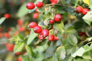 healing-power-of-rose-hip-featured