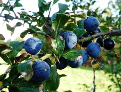 sloes-11-10-09
